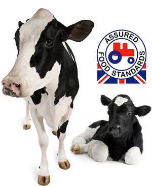 cow