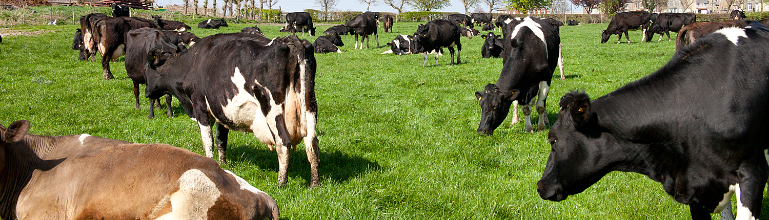 Dairy Farm 2