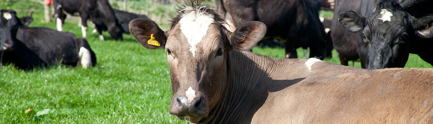 Dairy Farm 3