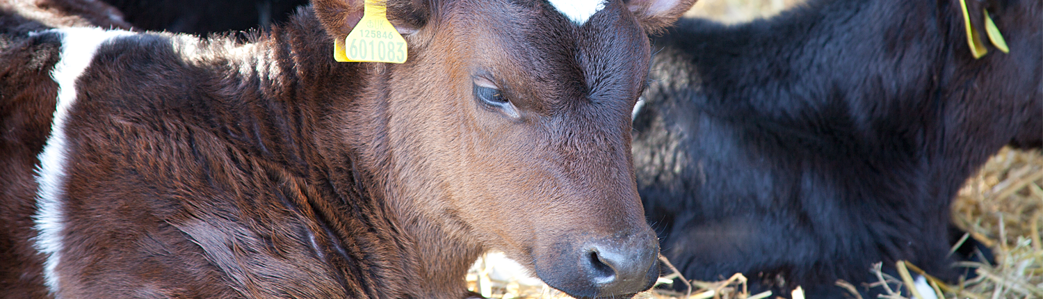 Dairy Farm 6