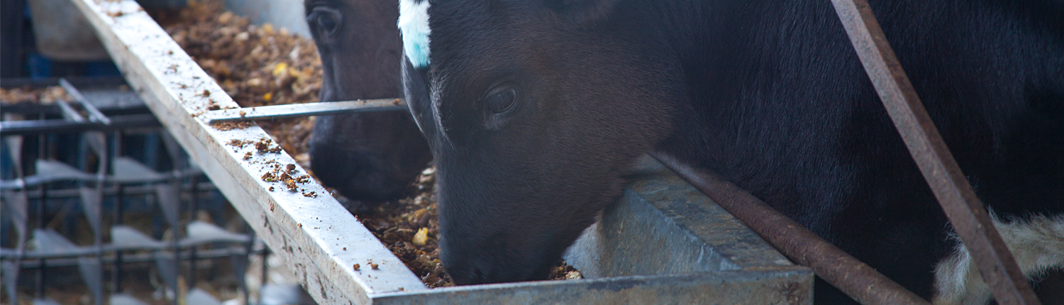 Dairy Farm 7
